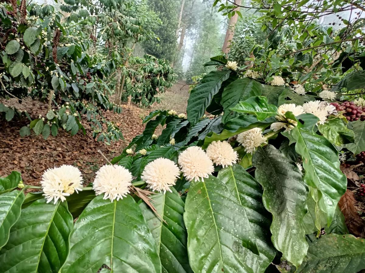 Coorg Kolamotte Hotel Gonikoppal Eksteriør billede